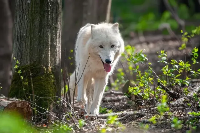 Framed Print : A white wolf stands confidently next to a tall tree in a dense forest Framed Print : A white wolf stands confidently next to a tall tree in a dense forest