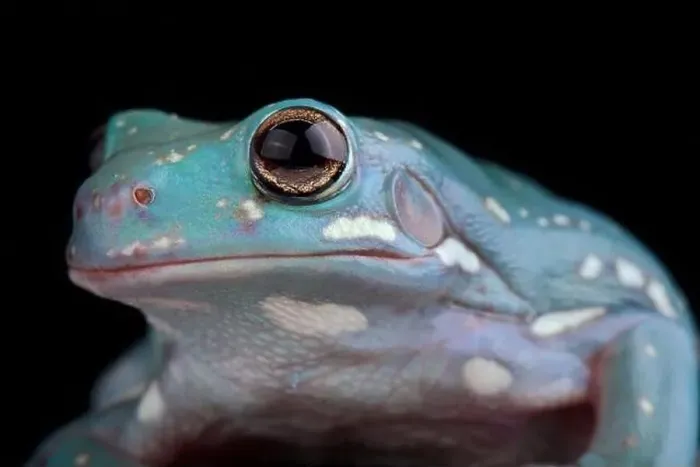 Framed Print : White's Tree Frog (Litoria caerulea) Framed Print : White's Tree Frog (Litoria caerulea)