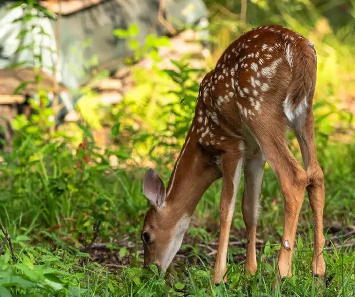 Framed Print : A whitetail deer fawn in the wild eating grass in Warren County, Pennsylvania, USA on a sunny summer day Framed Print : A whitetail deer fawn in the wild eating grass in Warren County, Pennsylvania, USA on a sunny summer day