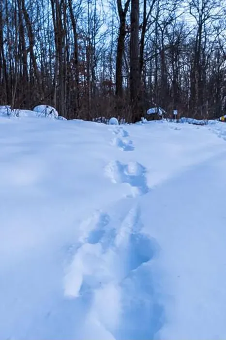 Framed Print : Whitetail deer tracks in deep snow in the woods in Warren County, Pennsylvania, USA on a winter day Framed Print : Whitetail deer tracks in deep snow in the woods in Warren County, Pennsylvania, USA on a winter day