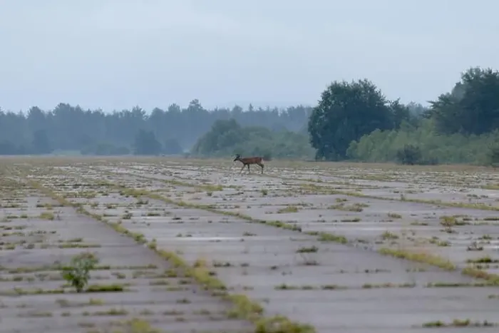 Framed Print : whitetail deer walking across old airport runway Framed Print : whitetail deer walking across old airport runway