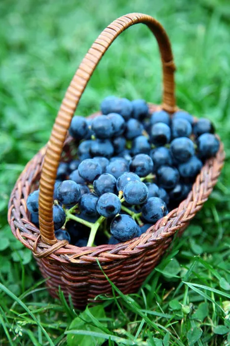 Framed Print : Full wicker basket of black grapes on green grass Framed Print : Full wicker basket of black grapes on green grass