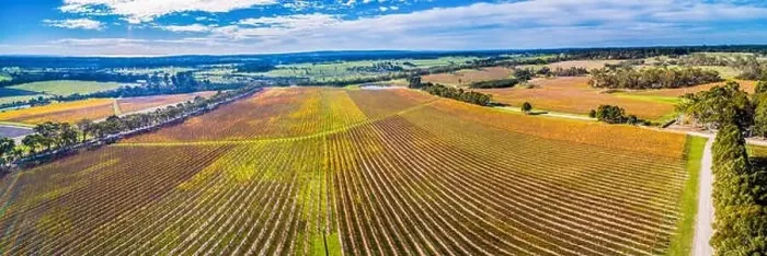 Framed Print : Wide aerial panorama of large vineyard in autumn near Red Hill, Victoria, Australia Framed Print : Wide aerial panorama of large vineyard in autumn near Red Hill, Victoria, Australia