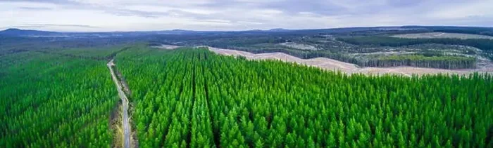 Framed Print : Wide aerial panorama of road passing through pine trees plantation in Australia Framed Print : Wide aerial panorama of road passing through pine trees plantation in Australia