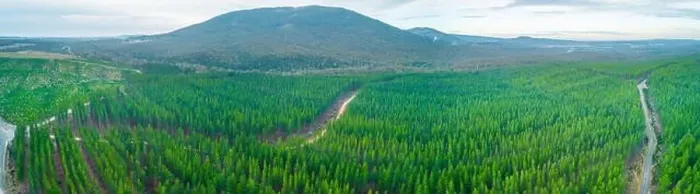 Framed Print : Wide aerial panoramic landscape of pine trees forest and hills in Melbourne, Australia