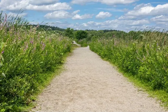 Framed Print : A wide gravel path cuts through greenery in the Great Meadows National Wildlife Refuge in Concord, Massachusetts, USA Framed Print : A wide gravel path cuts through greenery in the Great Meadows National Wildlife Refuge in Concord, Massachusetts, USA