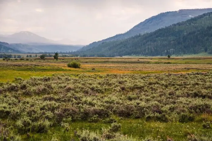Framed Print : Wide landscape of Lamar Valley with grazing bison and hills Framed Print : Wide landscape of Lamar Valley with grazing bison and hills