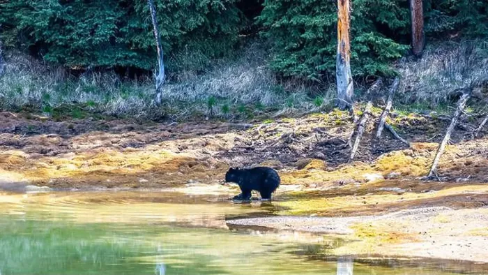 Framed Print : A wild American Black Bear just out of the forest Framed Print : A wild American Black Bear just out of the forest