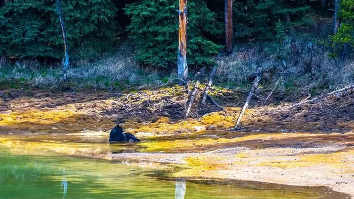 Framed Print : A wild American Black Bear just out of the forest Framed Print : A wild American Black Bear just out of the forest