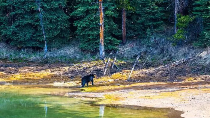 Framed Print : A wild American Black Bear just out of the forest Framed Print : A wild American Black Bear just out of the forest
