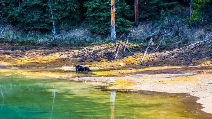 Framed Print : A wild American Black Bear just out of the forest