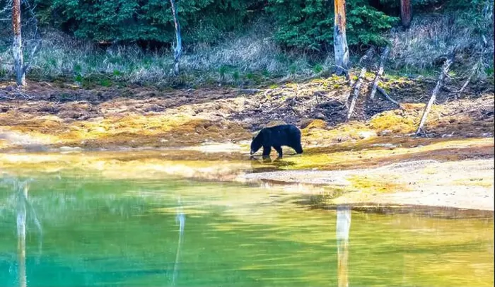 Framed Print : A wild American Black Bear just out of the forest