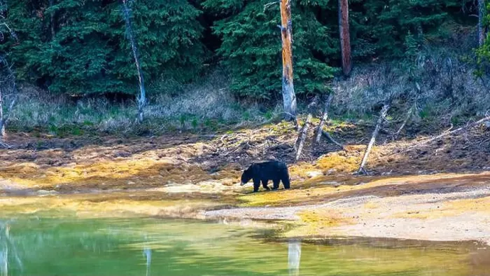 Framed Print : A wild American Black Bear just out of the forest