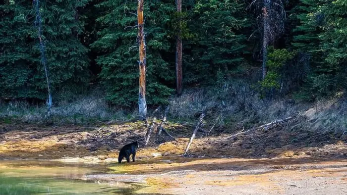 Framed Print : A wild American Black Bear just out of the forest Framed Print : A wild American Black Bear just out of the forest