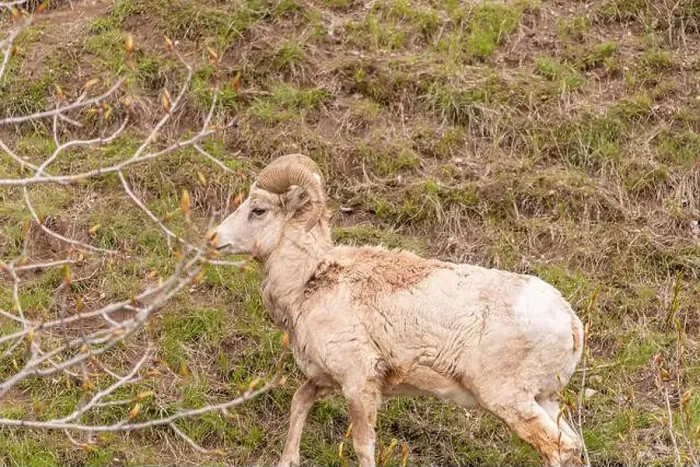 Framed Print : Wild bighorn sheep (Ovis canadensis) seen in Banff National Park during summer time with blurred Framed Print : Wild bighorn sheep (Ovis canadensis) seen in Banff National Park during summer time with blurred