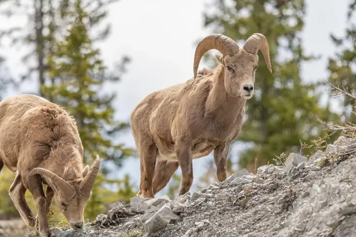 Framed Print : Wild bighorn sheep (Ovis canadensis) seen in Banff National Park during summer time with blurred Framed Print : Wild bighorn sheep (Ovis canadensis) seen in Banff National Park during summer time with blurred