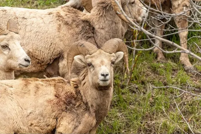 Framed Print : Wild bighorn sheep (Ovis canadensis) seen in Banff National Park during summer time with blurred Framed Print : Wild bighorn sheep (Ovis canadensis) seen in Banff National Park during summer time with blurred