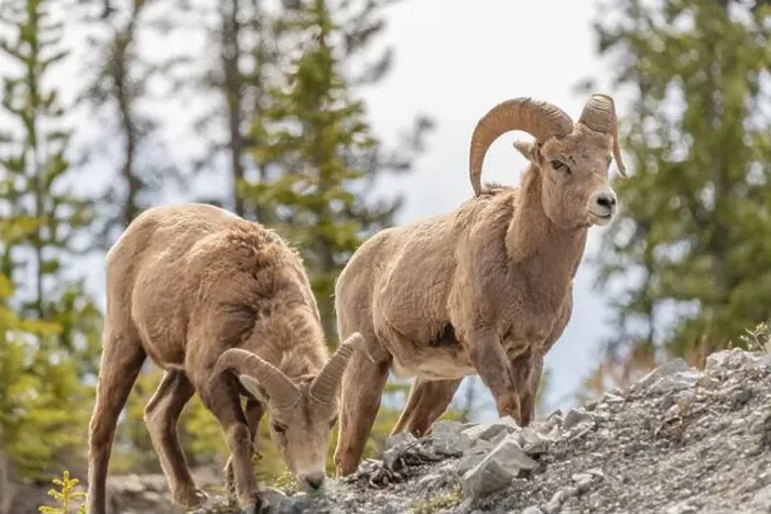 Framed Print : Wild bighorn sheep (Ovis canadensis) seen in Banff National Park during summer time with blurred Framed Print : Wild bighorn sheep (Ovis canadensis) seen in Banff National Park during summer time with blurred