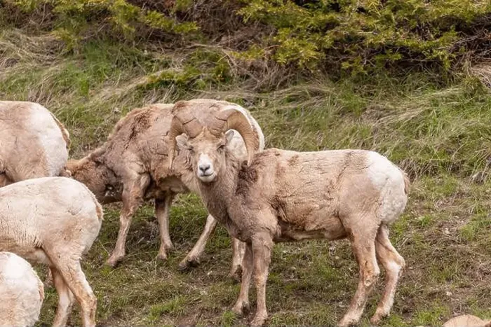Framed Print : Wild bighorn sheep (Ovis canadensis) seen in Banff National Park during summer time with blurred Framed Print : Wild bighorn sheep (Ovis canadensis) seen in Banff National Park during summer time with blurred
