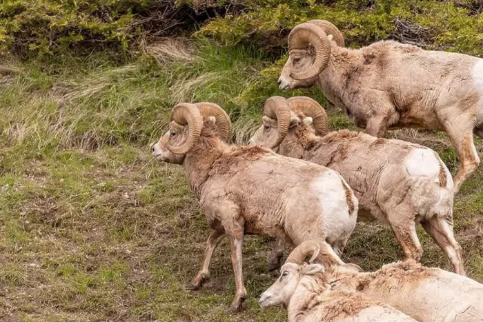 Framed Print : Wild bighorn sheep (Ovis canadensis) seen in Banff National Park during summer time with blurred Framed Print : Wild bighorn sheep (Ovis canadensis) seen in Banff National Park during summer time with blurred