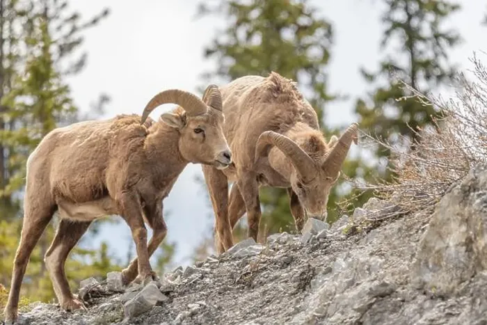 Framed Print : Wild bighorn sheep (Ovis canadensis) seen in Banff National Park during summer time with blurred Framed Print : Wild bighorn sheep (Ovis canadensis) seen in Banff National Park during summer time with blurred