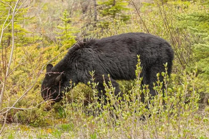 Framed Print : Wild black bear (Ursus americanus) seen in Jasper National Park during summer time while foraging