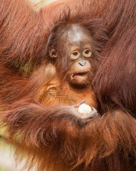 Framed Print : Wild Bornean Orangutan baby (Pongo pygmaeus) Framed Print : Wild Bornean Orangutan baby (Pongo pygmaeus)