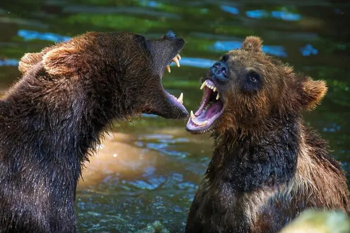 Framed Print : Two Wild Brown Bear (Ursus Arctos) play or fight on pond in the summer forest. Animal in natural habitat. Wildlife scene Framed Print : Two Wild Brown Bear (Ursus Arctos) play or fight on pond in the summer forest. Animal in natural habitat. Wildlife scene