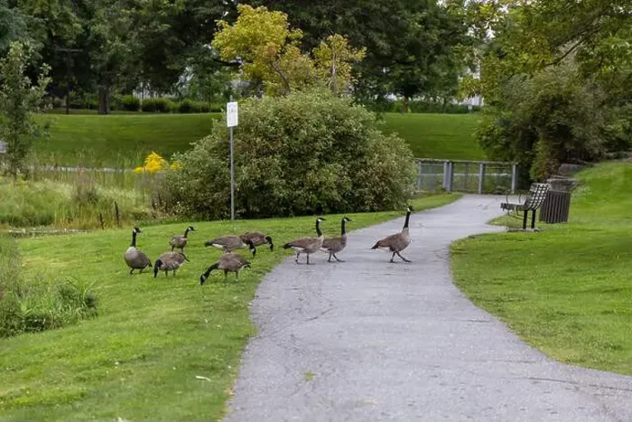 Framed Print : Wild Canadian geese crossing a road and eating grass in public park Framed Print : Wild Canadian geese crossing a road and eating grass in public park