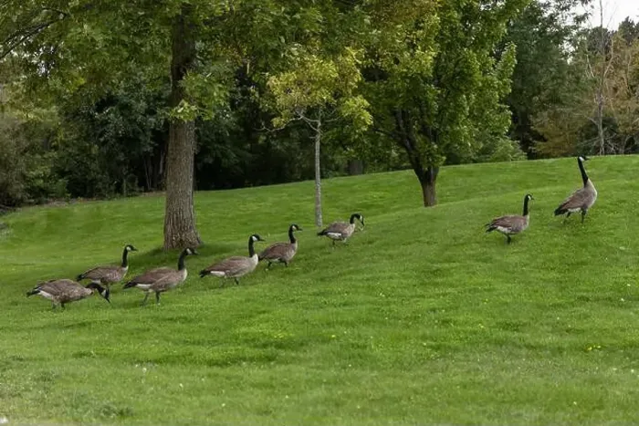 Framed Print : Wild Canadian geese walking on grass in public park Framed Print : Wild Canadian geese walking on grass in public park