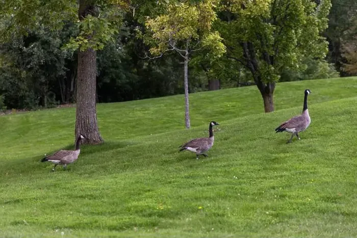 Framed Print : Wild Canadian geese walking on green grass among trees in park Framed Print : Wild Canadian geese walking on green grass among trees in park