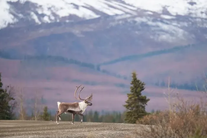 Framed Print : Wild Caribou Roaming in Front of Snow-Capped Mountain Landscape Framed Print : Wild Caribou Roaming in Front of Snow-Capped Mountain Landscape