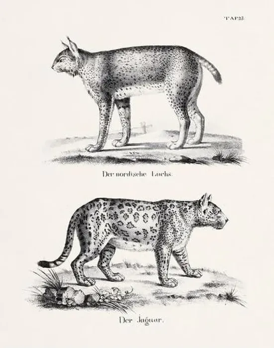 Framed Print : Wild Cat Illustration. Feline Zoological Lithography. Natural History Art Framed Print : Wild Cat Illustration. Feline Zoological Lithography. Natural History Art