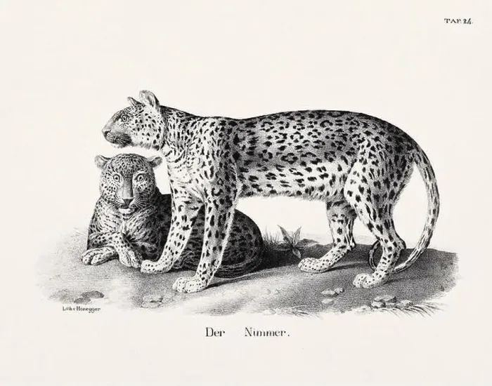 Framed Print : Wild Cat Illustration. Feline Zoological Lithography. Natural History Art Framed Print : Wild Cat Illustration. Feline Zoological Lithography. Natural History Art