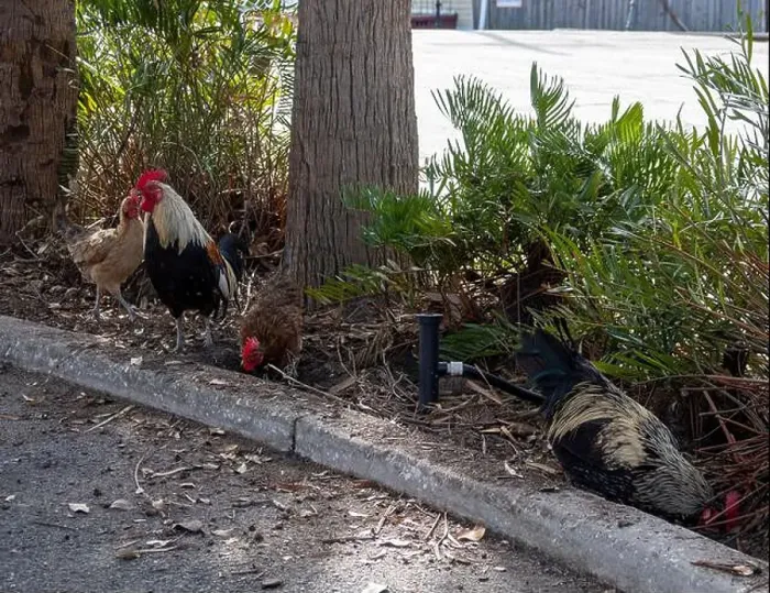 Framed Print : Wild chickens roaming Ybor City in Tampa, Florida, USA Framed Print : Wild chickens roaming Ybor City in Tampa, Florida, USA