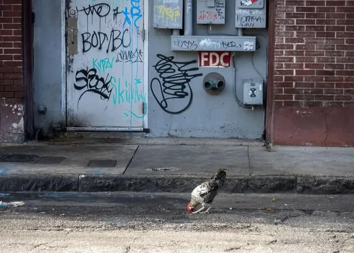 Framed Print : Wild chickens roaming Ybor City in Tampa, Florida, USA