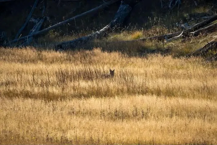 Framed Print : wild coyote (Canis latrans), also known as the American jackal Framed Print : wild coyote (Canis latrans), also known as the American jackal