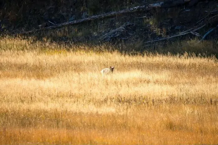 Framed Print : wild coyote (Canis latrans), also known as the American jackal Framed Print : wild coyote (Canis latrans), also known as the American jackal