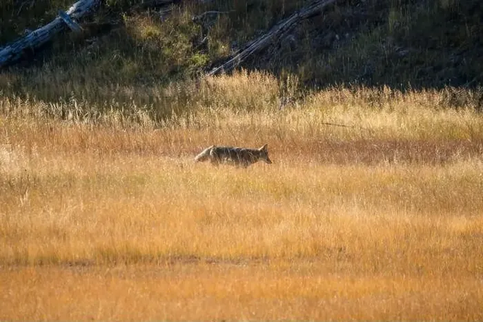 Framed Print : wild coyote (Canis latrans), also known as the American jackal Framed Print : wild coyote (Canis latrans), also known as the American jackal