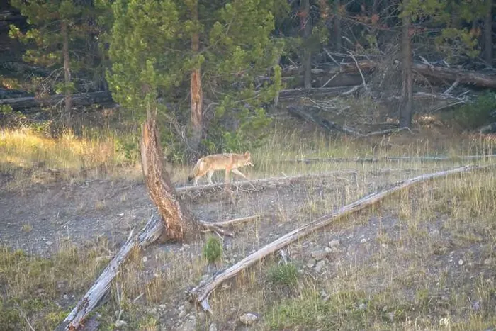 Framed Print : wild coyote (Canis latrans), also known as the American jackal Framed Print : wild coyote (Canis latrans), also known as the American jackal