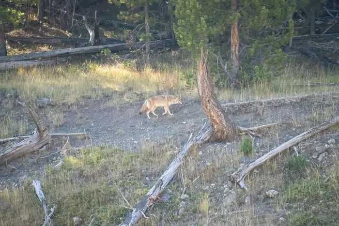 Framed Print : wild coyote (Canis latrans), also known as the American jackal Framed Print : wild coyote (Canis latrans), also known as the American jackal