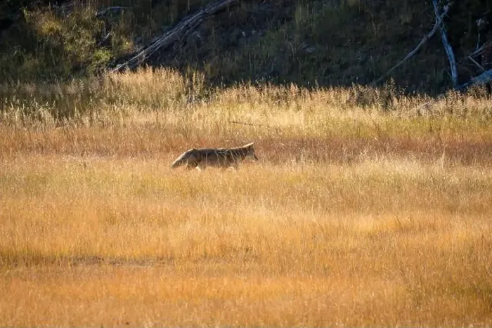 Framed Print : wild coyote (Canis latrans), also known as the American jackal Framed Print : wild coyote (Canis latrans), also known as the American jackal