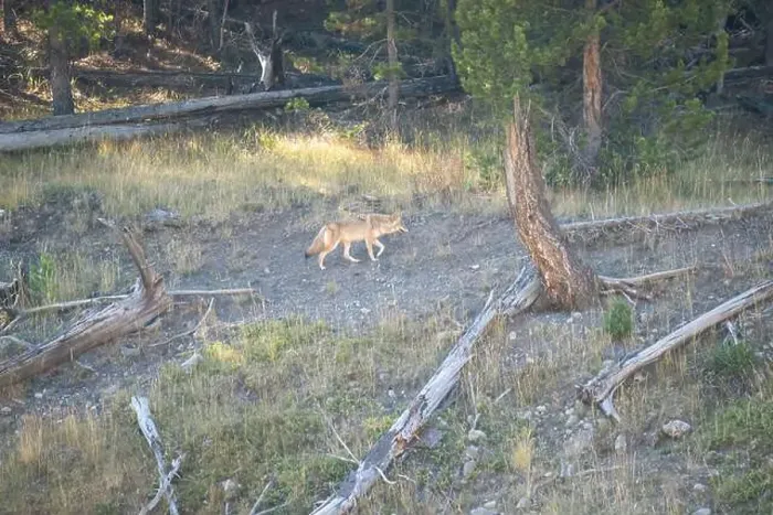 Framed Print : wild coyote (Canis latrans), also known as the American jackal Framed Print : wild coyote (Canis latrans), also known as the American jackal