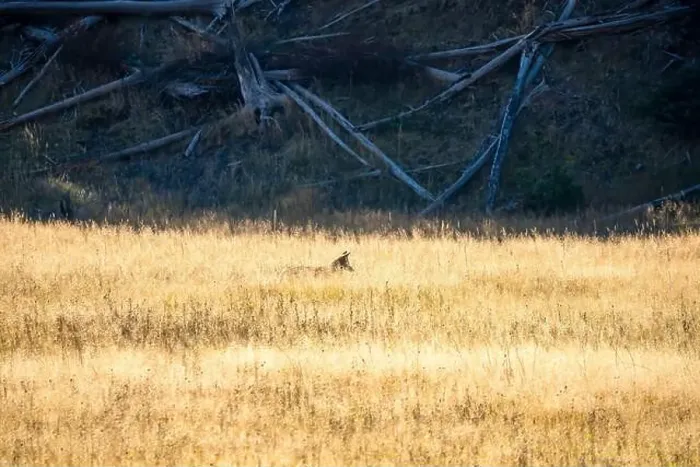 Framed Print : wild coyote (Canis latrans), also known as the American jackal Framed Print : wild coyote (Canis latrans), also known as the American jackal