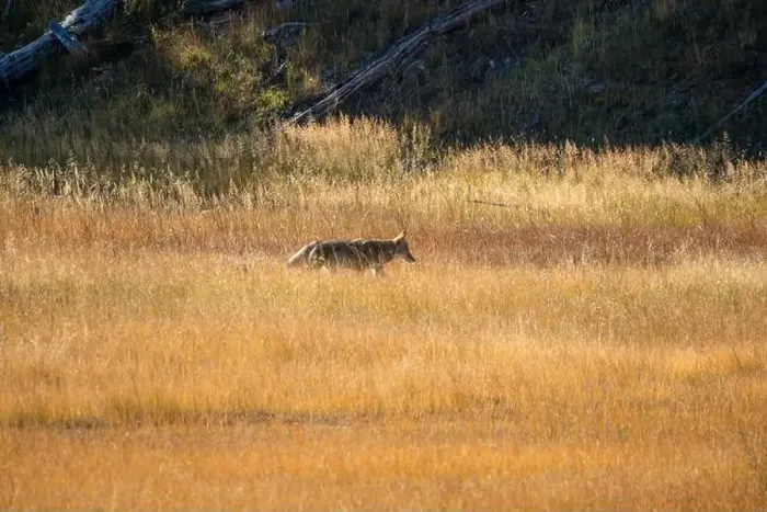Framed Print : wild coyote (Canis latrans), also known as the American jackal Framed Print : wild coyote (Canis latrans), also known as the American jackal