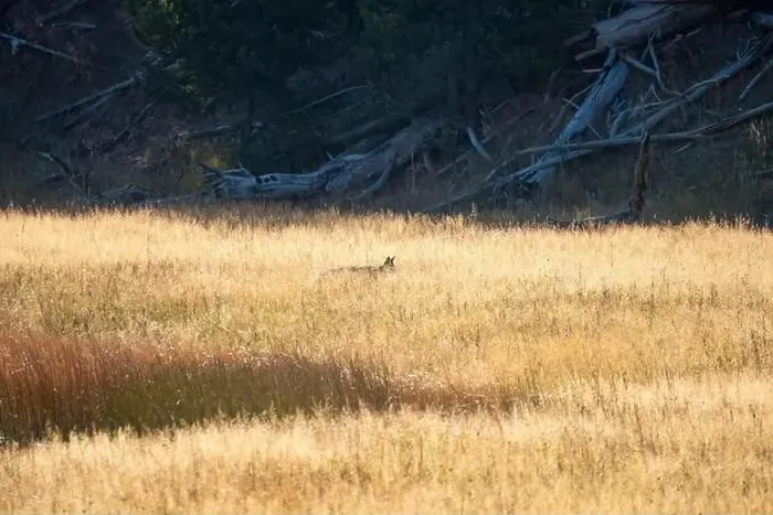 Framed Print : wild coyote (Canis latrans), also known as the American jackal Framed Print : wild coyote (Canis latrans), also known as the American jackal