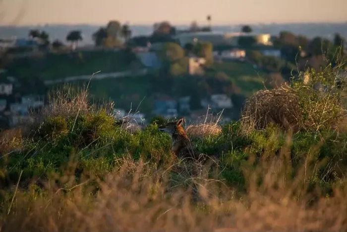 Framed Print : Wild coyotes can be found even in big cities like Los Angeles, CA, USA Framed Print : Wild coyotes can be found even in big cities like Los Angeles, CA, USA