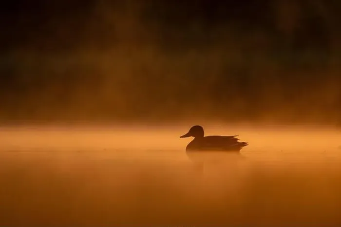 Framed Print : Wild duck floating on the water at sunset, beautiful orange color scenery Framed Print : Wild duck floating on the water at sunset, beautiful orange color scenery