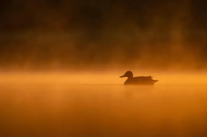 Framed Print : Wild duck floating on the water at sunset, beautiful orange color scenery Framed Print : Wild duck floating on the water at sunset, beautiful orange color scenery