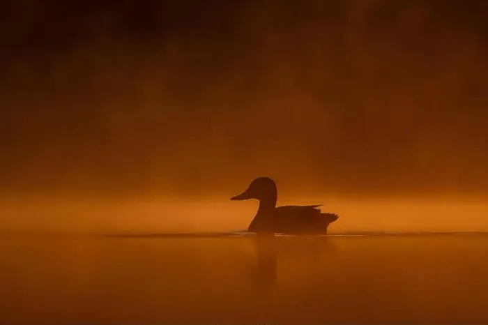 Framed Print : Wild duck floating on the water at sunset, beautiful orange color scenery Framed Print : Wild duck floating on the water at sunset, beautiful orange color scenery